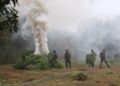 ASSAM RIFLES SEIZED 150 KGS GANJA AND DESTROYED MARIJUANA PLANTS WORTH RS 15 LAKH IN TRIPURA