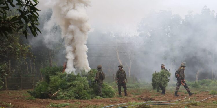 ASSAM RIFLES SEIZED 150 KGS GANJA AND DESTROYED MARIJUANA PLANTS WORTH RS 15 LAKH IN TRIPURA