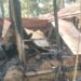 11 cows and three goats were burnt