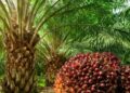 Tripura government has taken an initiative to popularise cultivation of red oil palm