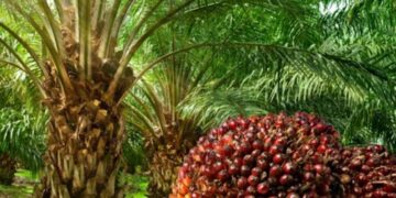 Tripura government has taken an initiative to popularise cultivation of red oil palm