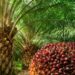 Tripura government has taken an initiative to popularise cultivation of red oil palm