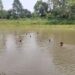 Three minors drown in Khowai river, shock brewing