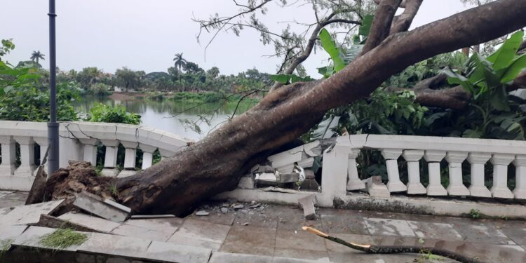 Trees fell in the park due to heavy rain