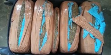 Dried cannabis seized