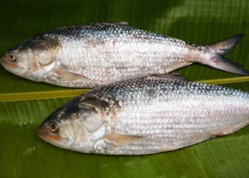 Export ban imposed for 22 days to ensure safe breeding of Hilsa
