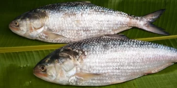 Export ban imposed for 22 days to ensure safe breeding of Hilsa