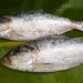 Export ban imposed for 22 days to ensure safe breeding of Hilsa