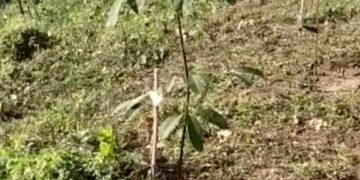 20 Families Availed TRPCL Rubber plantation Amenity.