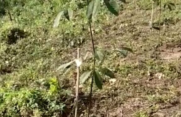 20 Families Availed TRPCL Rubber plantation Amenity.