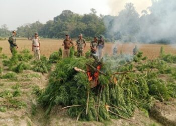 About 30,000 cannabis plants were destroyed in a joint police operation