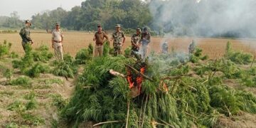 About 30,000 cannabis plants were destroyed in a joint police operation
