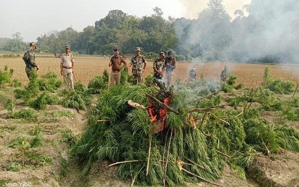 About 30,000 cannabis plants were destroyed in a joint police operation