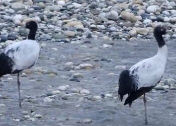 The arrival of majestic black necked cranes at Nyamjang Chhu, in Zemithang valley, has brought joy to people, across Arunachal Pradesh