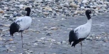 The arrival of majestic black necked cranes at Nyamjang Chhu, in Zemithang valley, has brought joy to people, across Arunachal Pradesh
