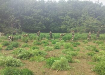 BSF destroyed one lakh thirty three thousand five hundred cannabis trees