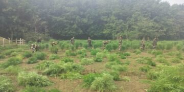 BSF destroyed one lakh thirty three thousand five hundred cannabis trees