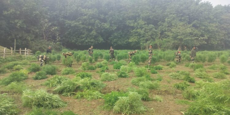 BSF destroyed one lakh thirty three thousand five hundred cannabis trees