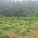 BSF destroyed one lakh thirty three thousand five hundred cannabis trees