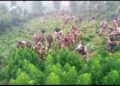 BSF CAMPAIGNED ILLEGAL GANJA DESTRUCTION.   