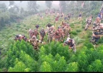 BSF CAMPAIGNED ILLEGAL GANJA DESTRUCTION.   