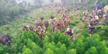 BSF CAMPAIGNED ILLEGAL GANJA DESTRUCTION.   