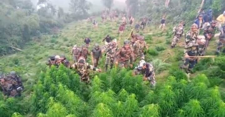 BSF CAMPAIGNED ILLEGAL GANJA DESTRUCTION.   