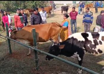 Calf rally and milky yield competition promotes scientific cattle rearing in Agartala