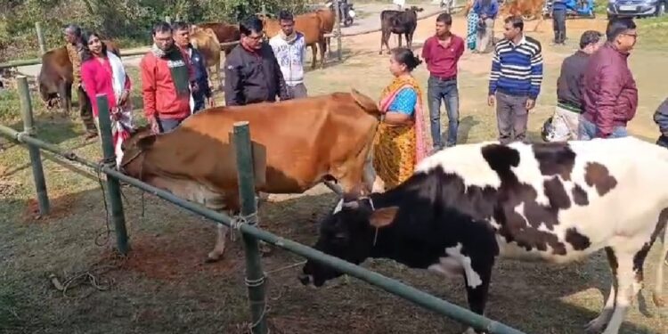 Calf rally and milky yield competition promotes scientific cattle rearing in Agartala