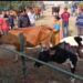 Calf rally and milky yield competition promotes scientific cattle rearing in Agartala