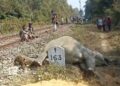 Elephant found dead by railway tracks in Tripura, tusk missing