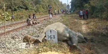 Elephant found dead by railway tracks in Tripura, tusk missing