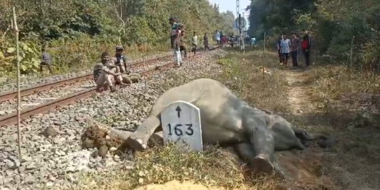 Elephant found dead by railway tracks in Tripura, tusk missing