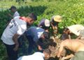 Kalyanpur Scouts and Guides Unit Rescues Dog from Deep Pit