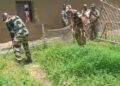 Destruction of Ganja plantation by BSF in a Joint-operation in the depth area of BOP Laltilla