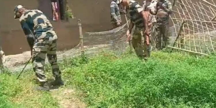 Destruction of Ganja plantation by BSF in a Joint-operation in the depth area of BOP Laltilla