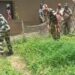 Destruction of Ganja plantation by BSF in a Joint-operation in the depth area of BOP Laltilla