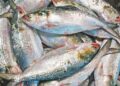 Padma Hilsa Arrives in Tripura Ahead of Durga Puja