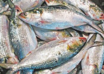 Padma Hilsa Arrives in Tripura Ahead of Durga Puja