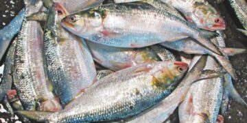 Padma Hilsa Arrives in Tripura Ahead of Durga Puja