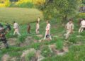 26,500 cannabis plants destroys