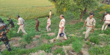 26,500 cannabis plants destroys