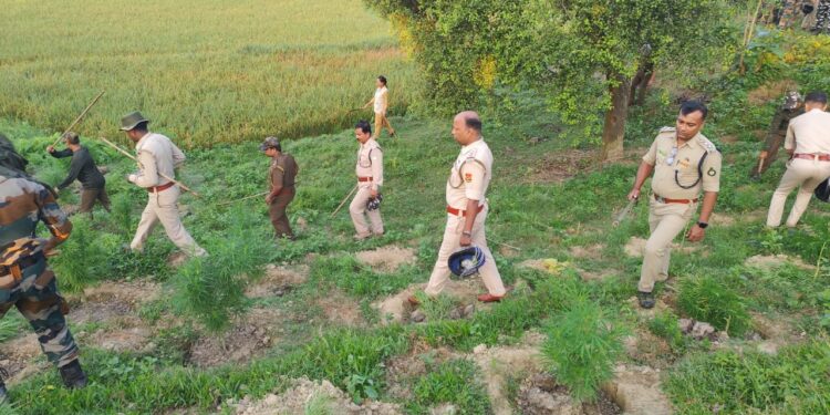 26,500 cannabis plants destroys