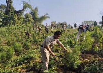 PR Bari police station destroying large-scale cannabis plantations in bordering forest areas