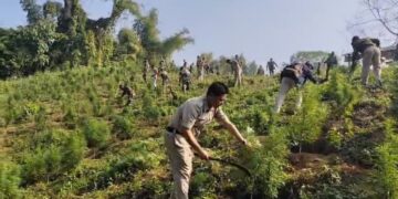 PR Bari police station destroying large-scale cannabis plantations in bordering forest areas