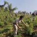 PR Bari police station destroying large-scale cannabis plantations in bordering forest areas