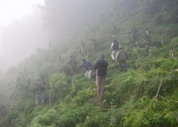 ASSAM RIFLES CONDUCTS LARGE SCALE DESTRUCTION OF GANJA PLANTATION WORTH ₹2.9 CRORES