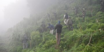 ASSAM RIFLES CONDUCTS LARGE SCALE DESTRUCTION OF GANJA PLANTATION WORTH ₹2.9 CRORES