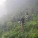 ASSAM RIFLES CONDUCTS LARGE SCALE DESTRUCTION OF GANJA PLANTATION WORTH ₹2.9 CRORES