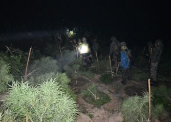 ASSAM RIFLES LEADS MASSIVE OPERATION, DESTROYS ₹3.5 CRORE CANNABIS PLANTATION IN TRIPURA